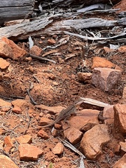 Ctenophorus modestus