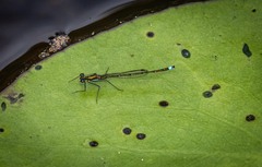 Austrocnemis splendida