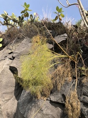 Arracacia tolucensis