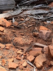 Ctenophorus modestus