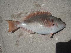 Sparisoma chrysopterum