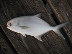 Trachinotus carolinus