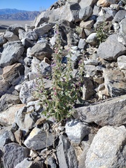Pseudorontium cyathiferum