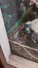 Acrantophis dumerili