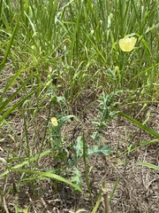 Argemone ochroleuca