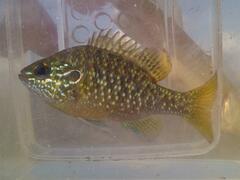 Lepomis marginatus