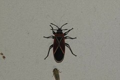 Neacoryphus bicrucis