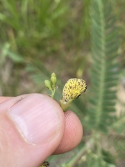 Sesbania cannabina