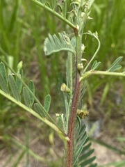 Sesbania cannabina