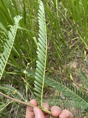 Sesbania cannabina
