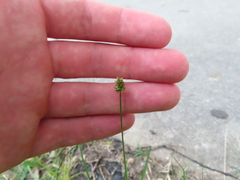 Carex cephalophora