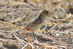 Trachyphonus darnaudii