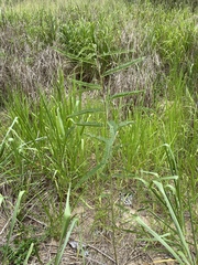 Sesbania cannabina
