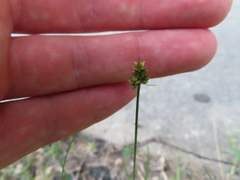 Carex cephalophora