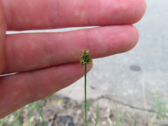 Carex cephalophora