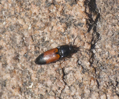 Ampedus balteatus