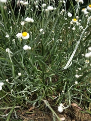 Leucochrysum albicans
