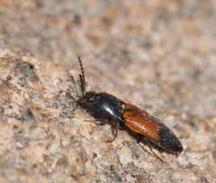 Ampedus balteatus