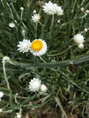 Leucochrysum albicans