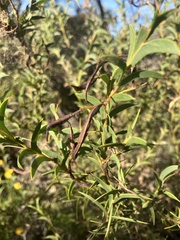 Acacia triptera
