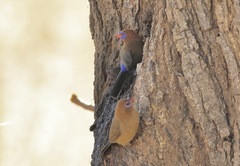 Granatina ianthinogaster