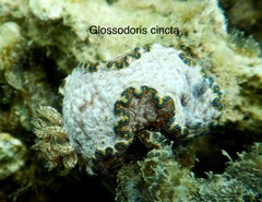 Glossodoris