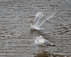 Larus glaucoides thayeri