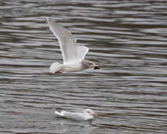Larus glaucoides thayeri