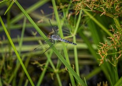 Brachydiplax denticauda