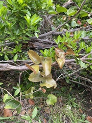 Smilax australis