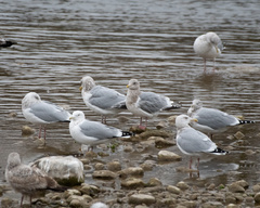 Larus glaucoides thayeri