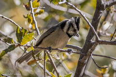 Baeolophus wollweberi