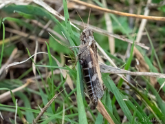 Encoptolophus costalis