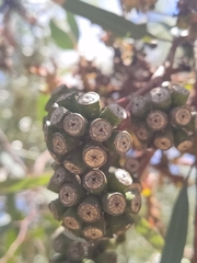 Eucalyptus macrandra