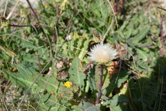 Sonchus megalocarpus