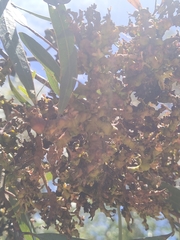 Eucalyptus macrandra