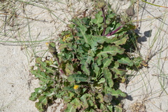 Sonchus megalocarpus