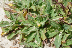 Sonchus megalocarpus