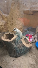 Suricata suricatta