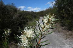 Hakea lissosperma