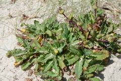 Sonchus megalocarpus