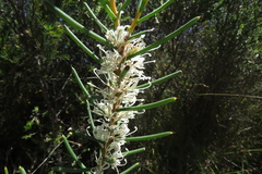 Hakea lissosperma