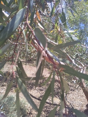 Eucalyptus macrandra