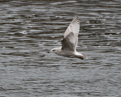 Larus glaucoides thayeri