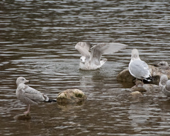 Larus glaucoides thayeri