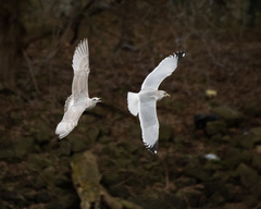 Larus glaucoides thayeri