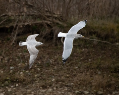 Larus glaucoides thayeri