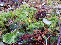 Mycena strobilinoidea