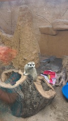 Suricata suricatta