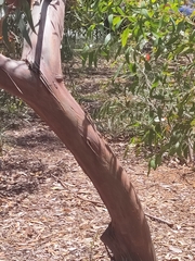 Eucalyptus macrandra
